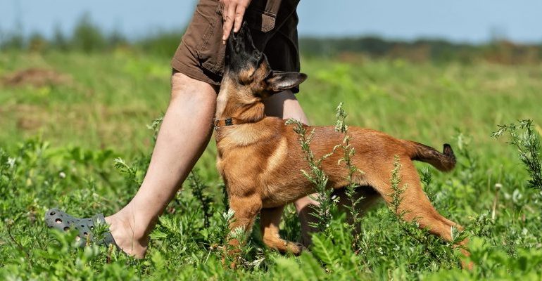 malinois isimleri