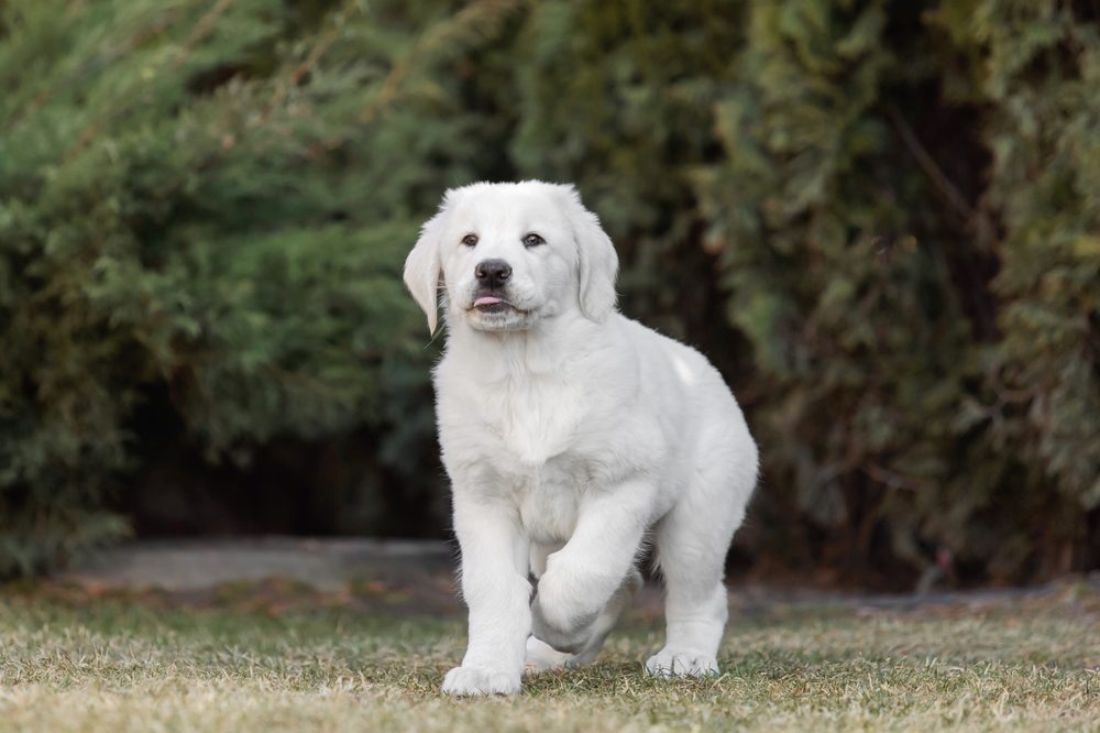 Alabay İsimleri | Köpek Eğitmeni