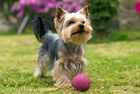 Yorkshire Terrier İsimleri