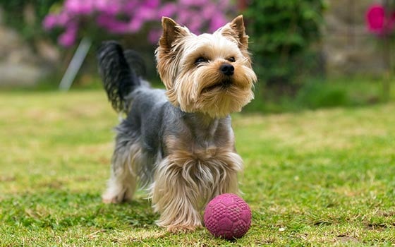 Yorkshire Terrier İsimleri