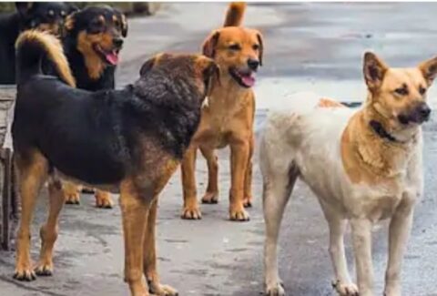 sokak köpeği isimleri