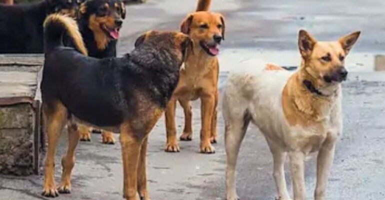 sokak köpeği isimleri