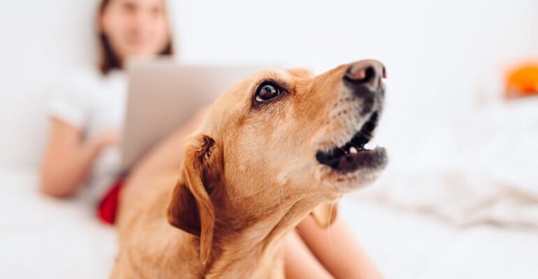 Arnavutköy Köpek Kreşi