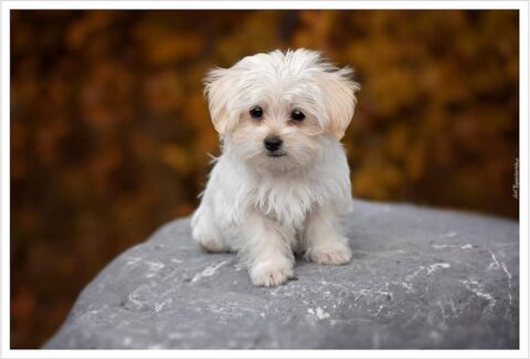 Arnavutköy Köpek Oteli