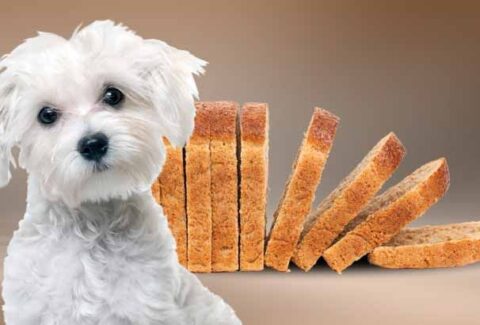 Köpeğe Ekmek Verilir mi