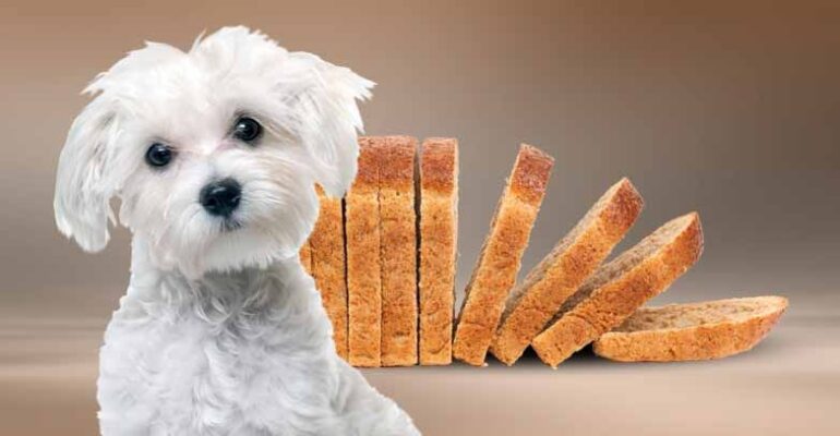 Köpeğe Ekmek Verilir mi