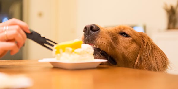 Köpeğe Tatlı Verilir mi