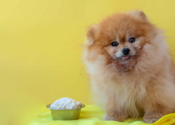 Köpeğe Yoğurt Verilir mi