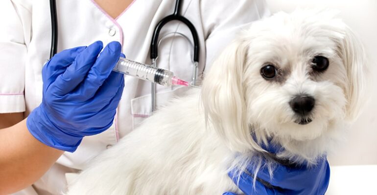 Köpek Aşı Takvimi