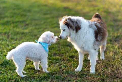 Köpeğim Diğer Köpeklerle Anlaşamıyor Ne Yapmalıyım