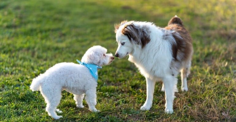 Köpeğim Diğer Köpeklerle Anlaşamıyor Ne Yapmalıyım