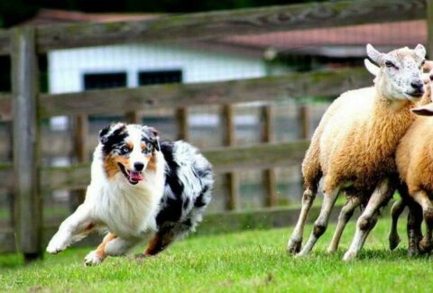 Çoban Köpeği Cinsleri En İyi 15 Irk
