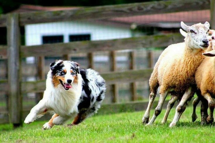 Çoban Köpeği Cinsleri En İyi 15 Irk