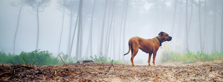 Kaybolan Köpek Nasıl Bulunur
