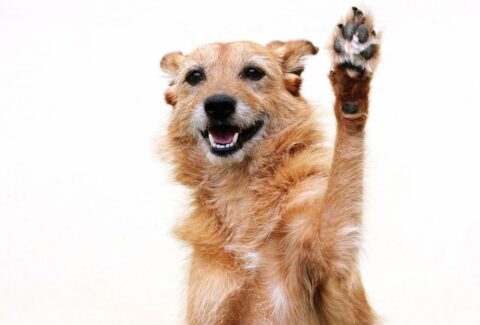Köpeğinizle Çak Bir Beşlik Pati Verme Eğitiminin Sırları