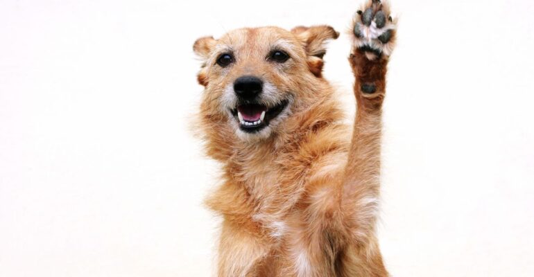 Köpeğinizle Çak Bir Beşlik Pati Verme Eğitiminin Sırları