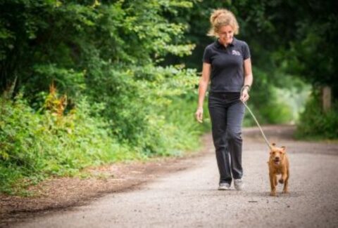 Köpek Neden Sol Tarafta Gezdirilir