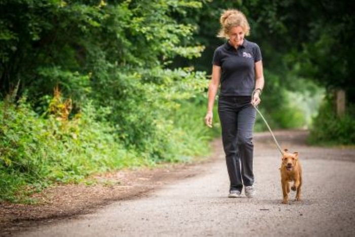 Köpek Neden Sol Tarafta Gezdirilir
