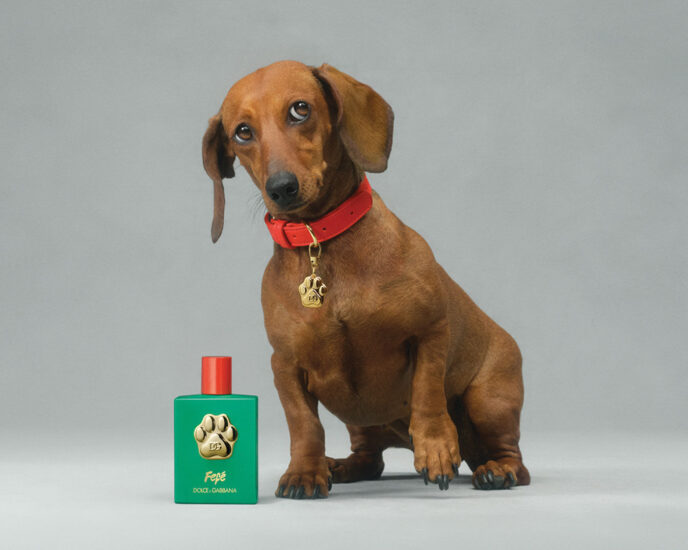 Köpeklerin Sevmediği Kokular Nelerdir