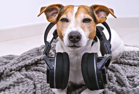 Köpeklerin Sevmediği Sesler Nelerdir