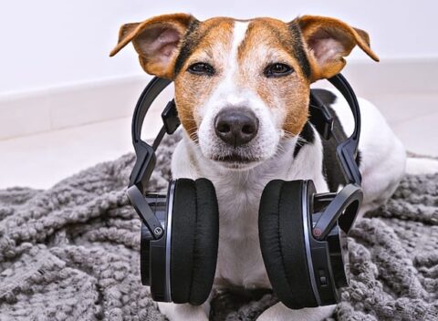 Köpeklerin Sevmediği Sesler Nelerdir