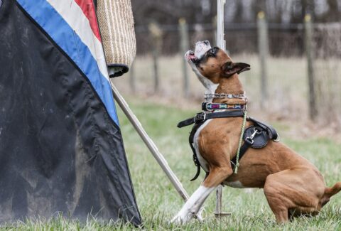 Schutzhund