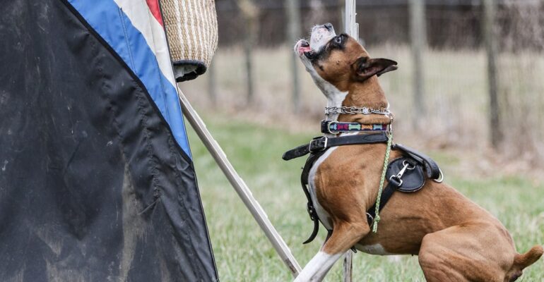 Schutzhund