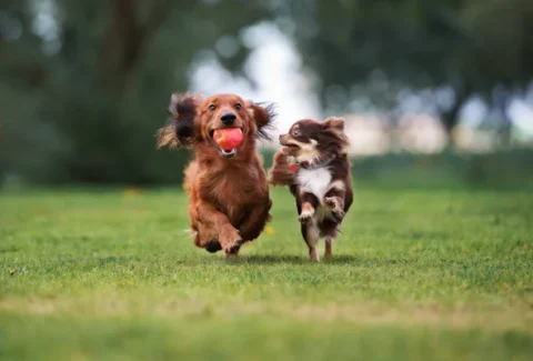 İki Köpeği Birbirine Alıştırma Adım Adım Uzman Rehber