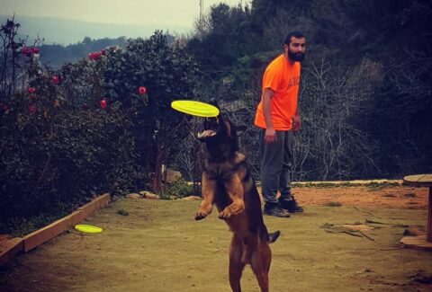 İstanbul Köpek Eğitim Merkezi En İyi Köpek Eğitim Merkezi Murat GÜNGÖR