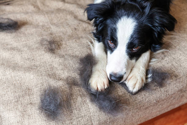 Köpek Tüy Dökülmesi Nedenleri, Çözümleri ve Sıkça Sorulan Sorular