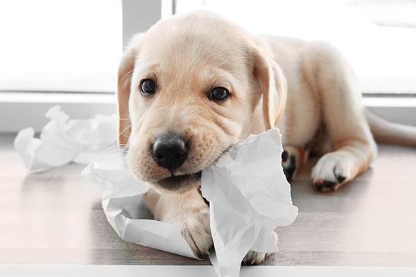 Yavru Köpek İçin Gerekli Malzemeler Yeni Ailenizin En Tatlı Üyesi İçin Hazırlık Rehberi